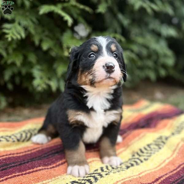Missy, Bernese Mountain Dog Puppy